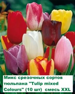 Микс луковиц тюльпанов