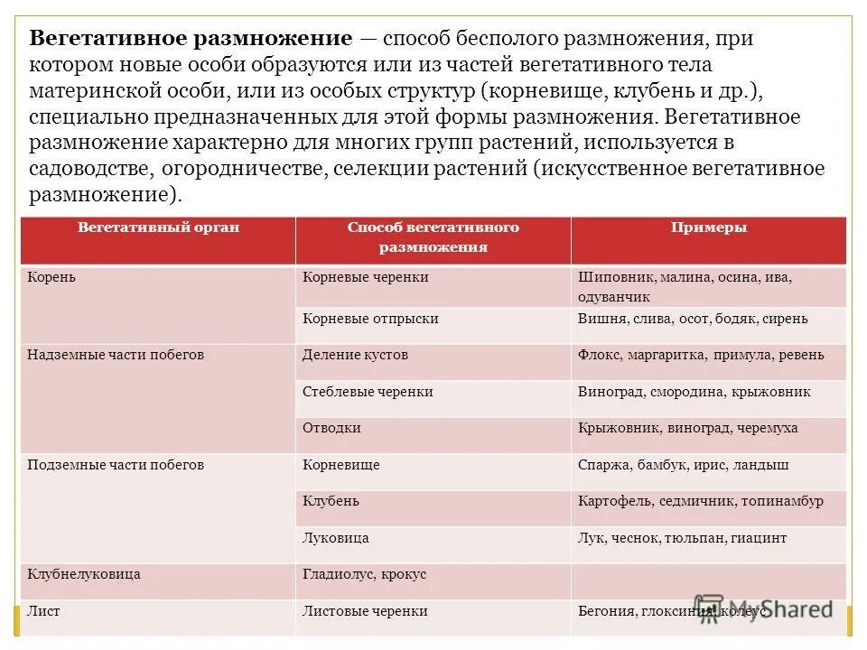 Сравнение полового и бесполого размножения таблица. Характеристика вегетативного размножения. Форма бесполого размножения при которой из материнской. Таблица по биологии 9 класс способы бесполого размножения. Бесполое размножение деление спорообразование.