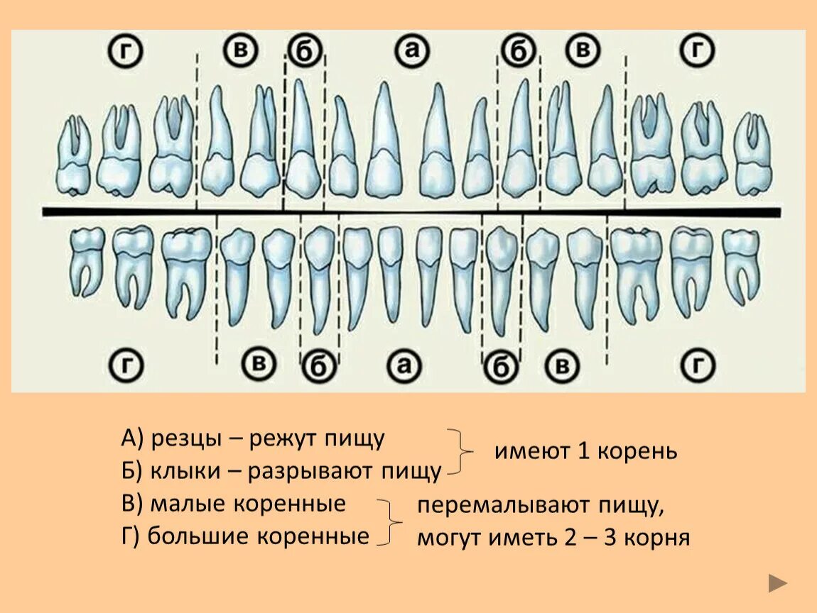 Верхние и нижние каналы. Строение резца зуба. Анатомия зубов верхней челюсти человека. Молочные зубы резцы анатомия.