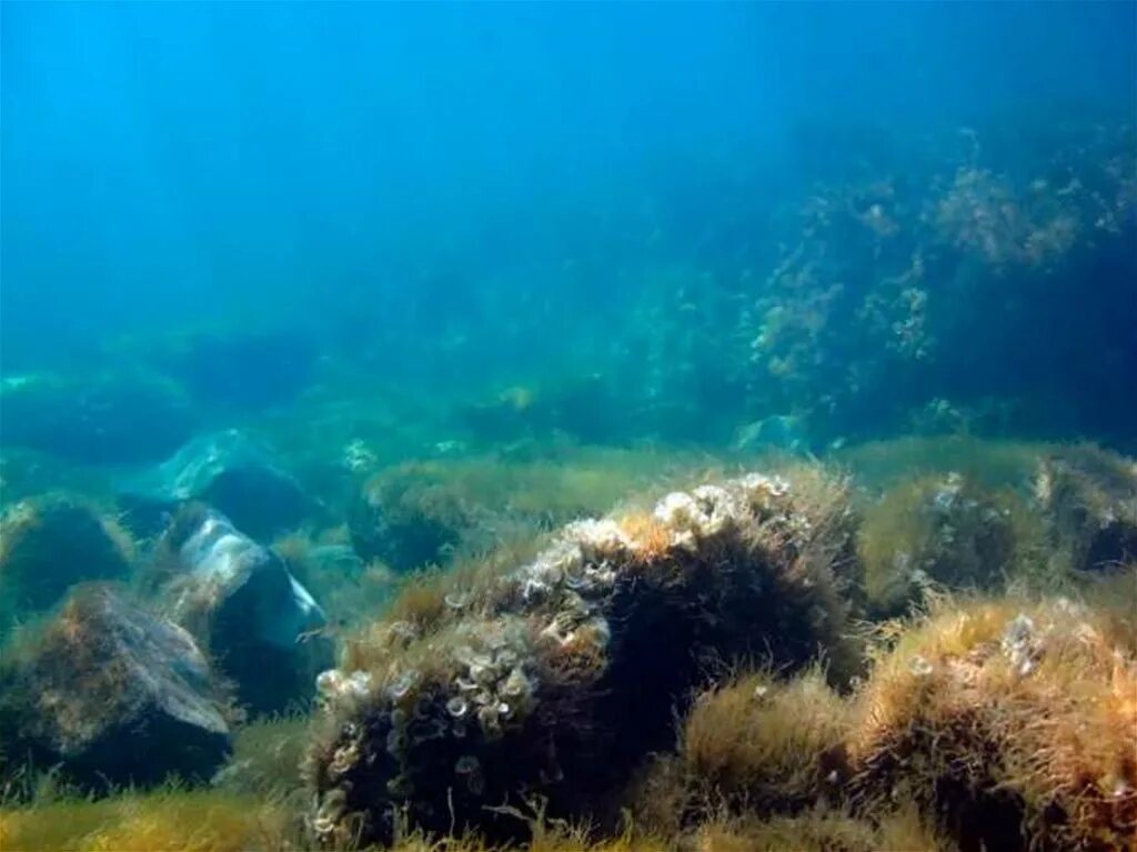 Дно черного моря. Морское дно. Подводный мир черного моря. Черное море под водой. Вода азовская 1