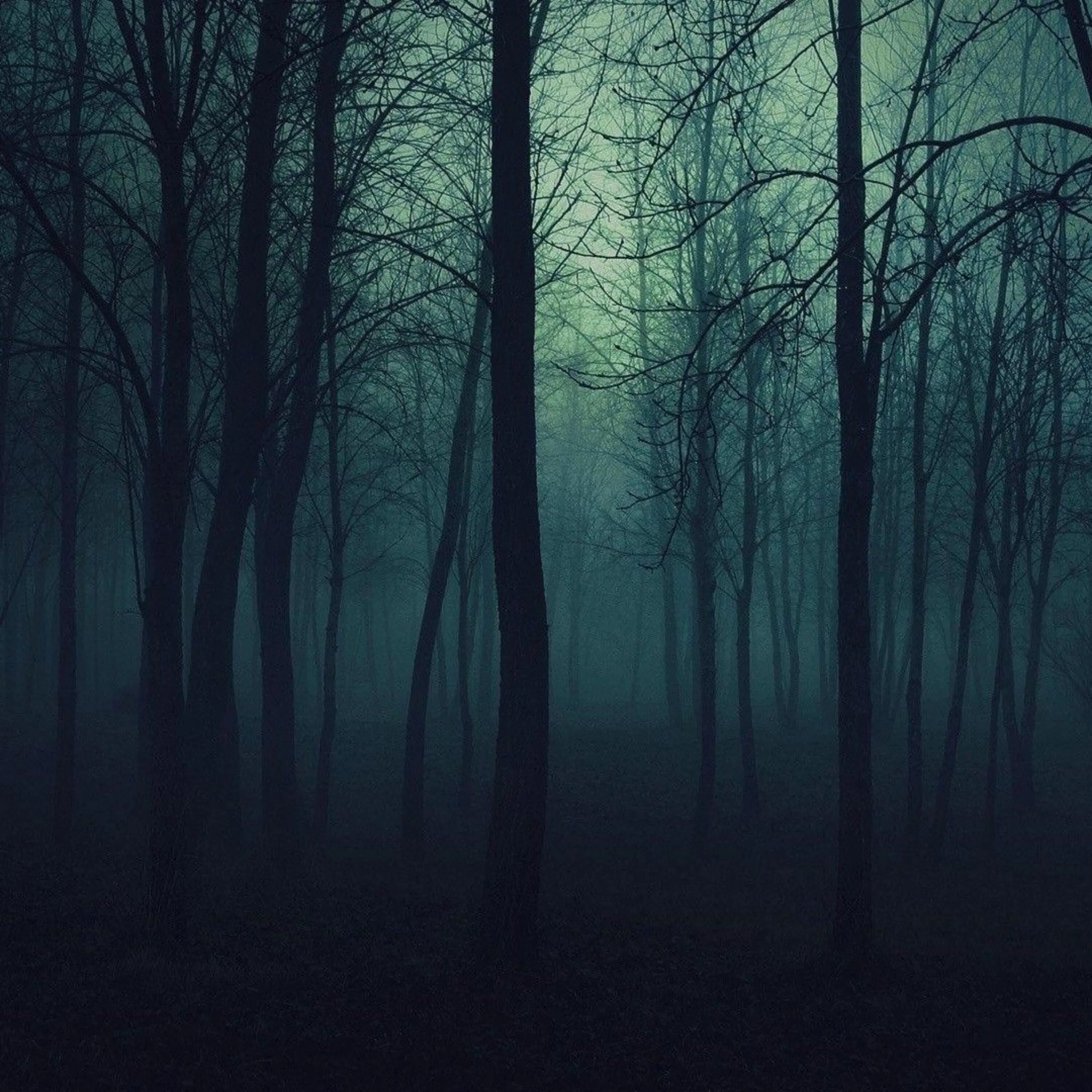 Мрачный 3 буквы 1 в. Темный лес. Ночной лес. Мрачный лес. Страшный лес.