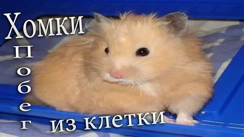 Видео хомки