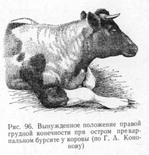 Как лечат переломы у крупного рогатого скота. Травматический ретикулит крс. фибринозный перикардит крс. травматический перикардит у коров. травматический перикардит крупного рогатого скота.