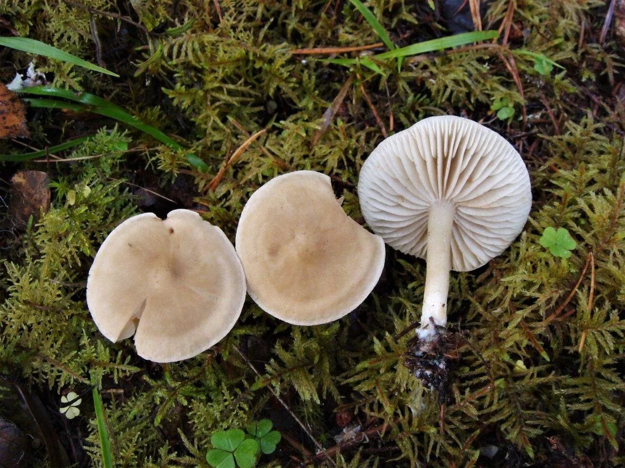 Ядовитые пластинчатые грибы. Рядовка вонючая (Tricholoma inamoenum). Рядовки белые несъедобные. Несъедобные пластинчатые грибы. Рядовка Еловая грибы.