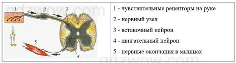 Соматический безусловный рефлекс отдергивания руки