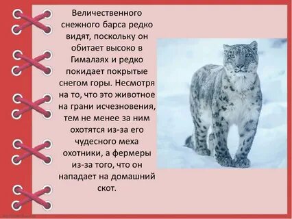 Снежный барс сообщение 4 класс окружающий