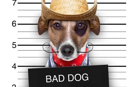 Bad dog
