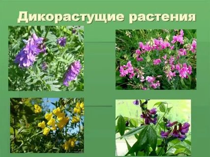 3 дикие растения