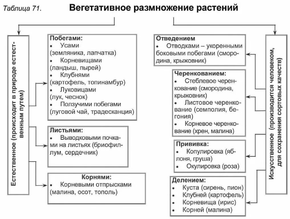 Заполнить таблицу вегетативное размножение. Виды вегетативного размножения таблица. Вегетативный способ размножения растений примеры и виды. Вегетативное размножение растений таблица. Схема способ вегетативного размножения и примеры растений.