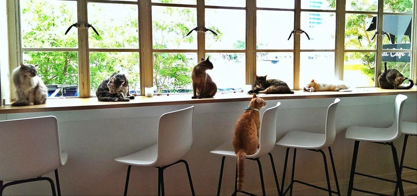 Включи коте ресторан. Cat Café Neko no Niwa. Кошачьи кафе в Японии. Кафе с котиками. Кошачье кафе.