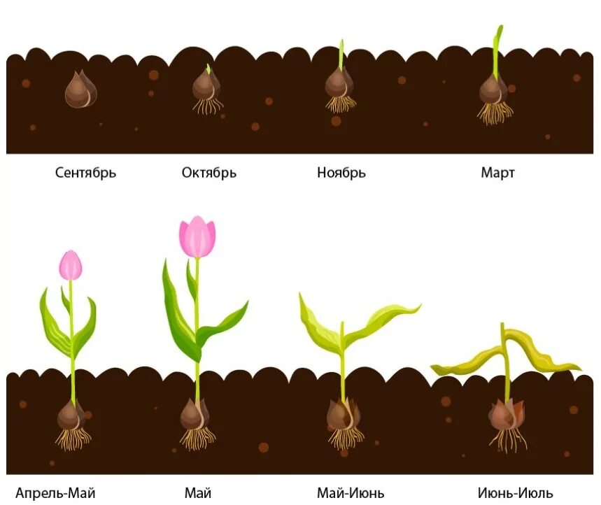 Тюльпаны какая почва. Тюльпан размножается луковицей. Жизненный цикл луковицы тюльпана. Как размножаются тюльпаны луковицы. Размножение тюльпанов луковицами схема.
