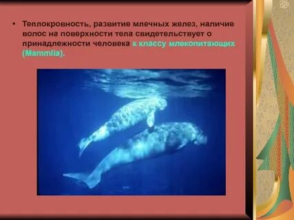 Теплокровность