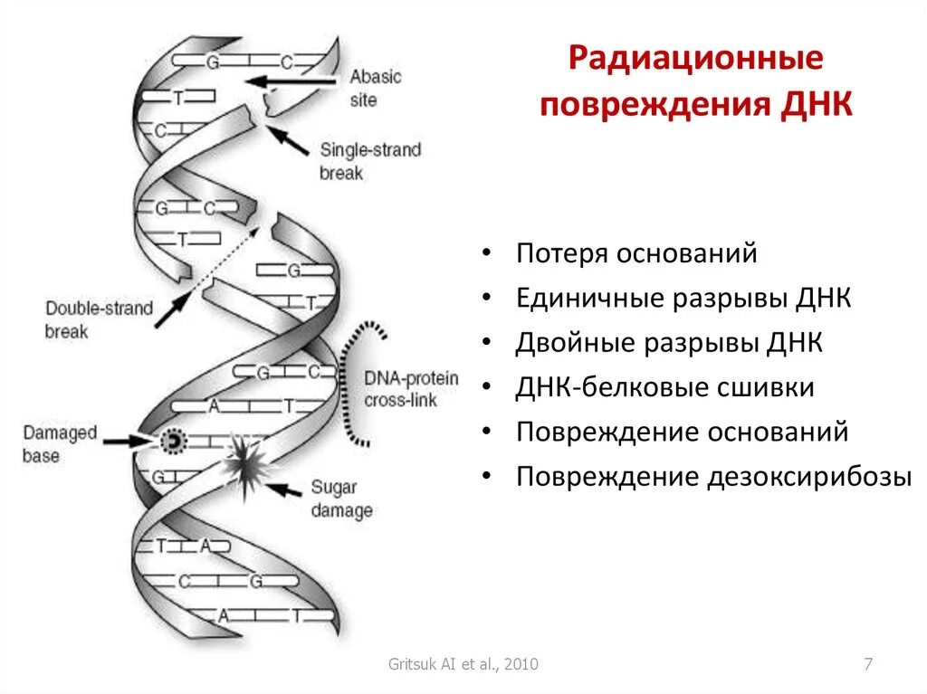 Действие ионизирующего излучения на ДНК. Повреждение ДНК. Разрыв ДНК. Повреждение ДНК радиацией. Радиация механизм