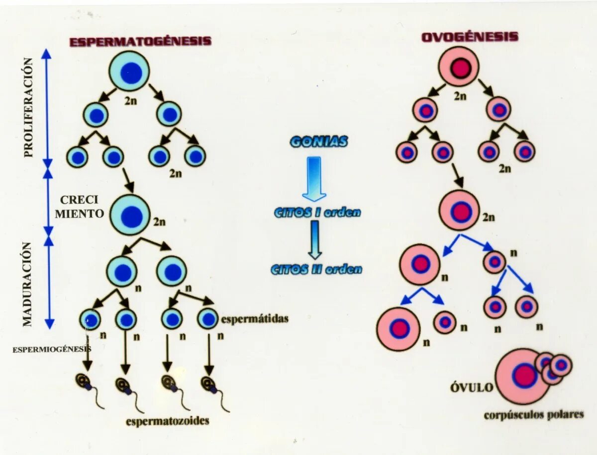 Овогенез схема. Схема сперматогенеза и овогенеза. Схема овогенеза у собаки. Фазы овогенеза гистология. Второе направительное тельце