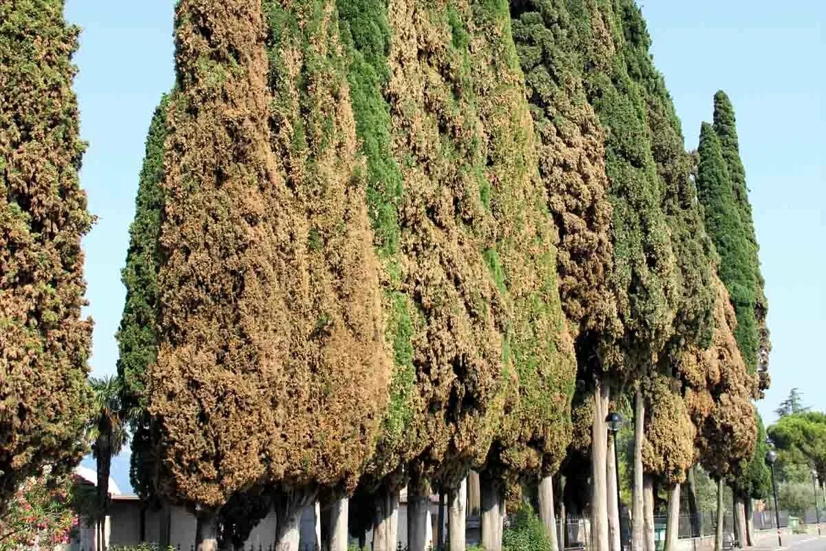 Кипарис вечнозеленый пирамидальный. Кипарис дерево. Кипарис лузитанский. Кипарис вечнозеленый ареал. Кипарис что это