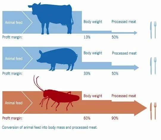 I feed перевод. Мясо инфографика. Растительное мясо инфографика. Инфографика мясо ферма. Инфографика мясного отдела.
