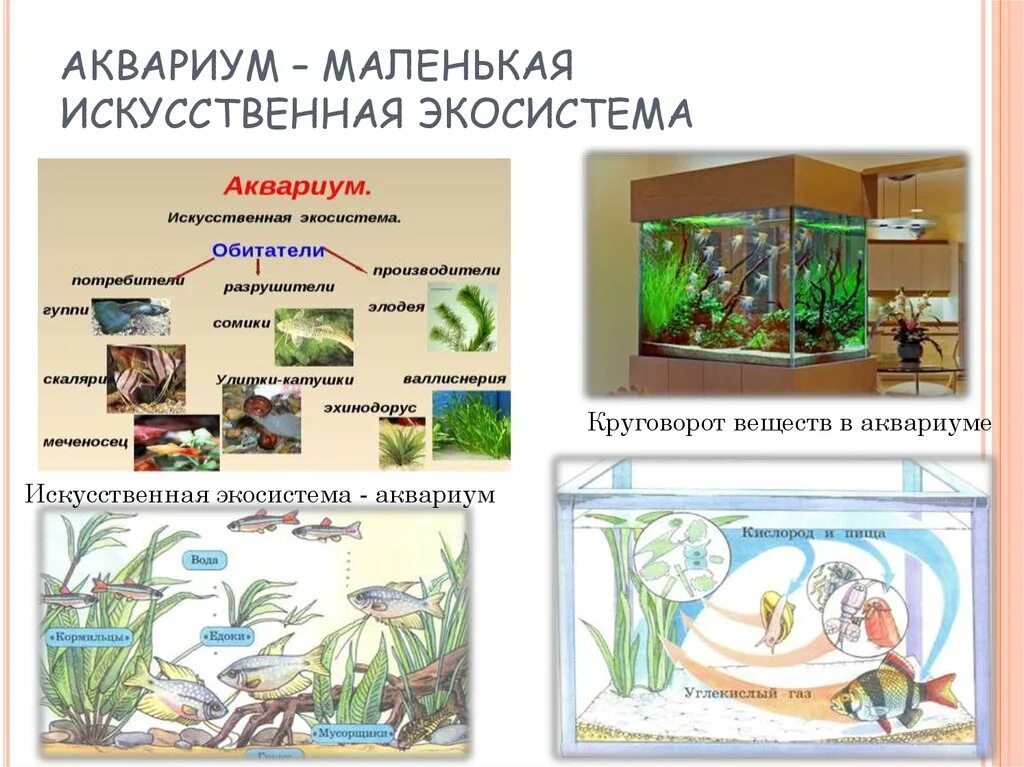 Обитатели аквариума 5 класс биология. Экосистема аквариума. Аквариум искусственная экосистема. Экосистема аквариума схема. Экко система аквариума.