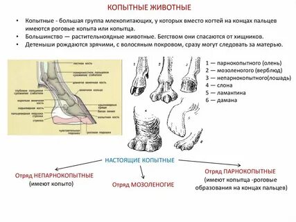Характеристика непарнокопытных