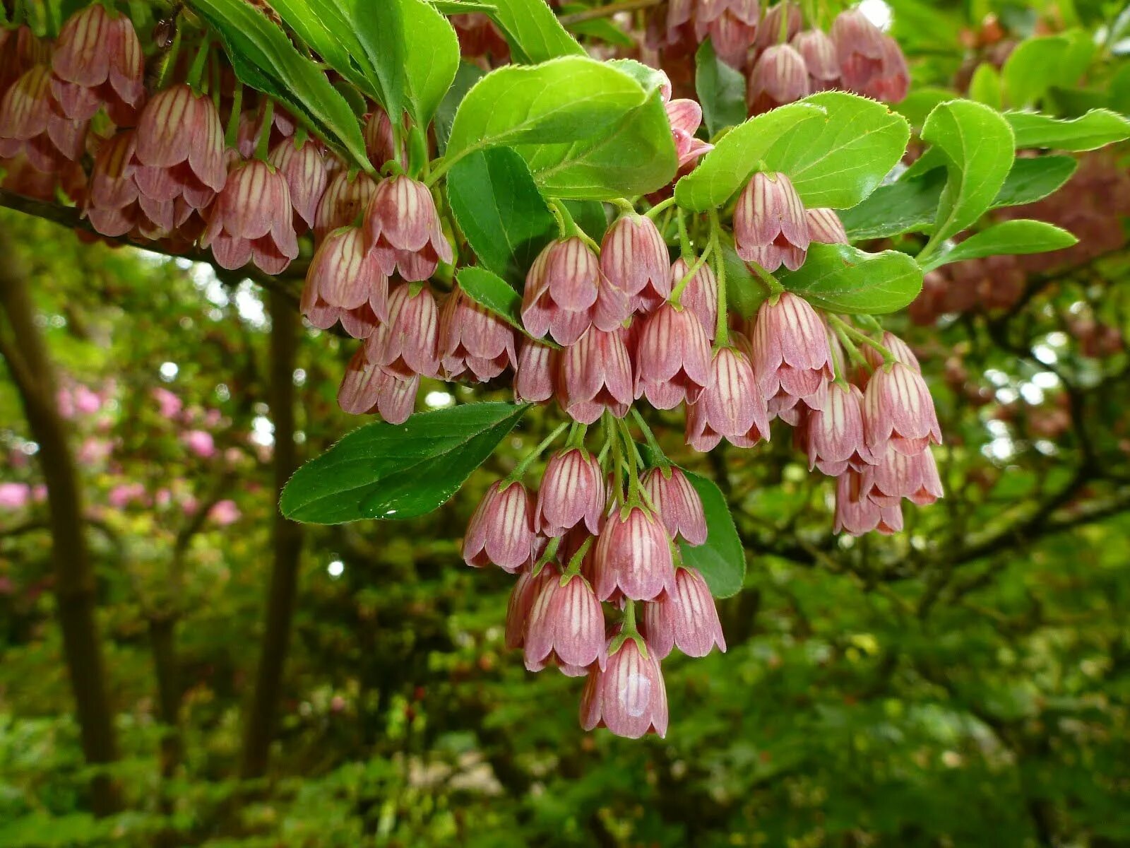 Кусты колокольчиков. Энкиантус. Enkianthus campanulatus. Энкиантус кустарник. Кустарник Энкиантус колокольчатый.