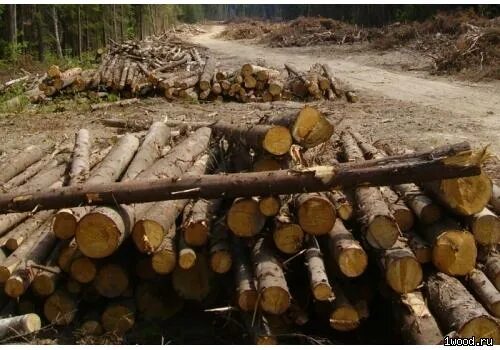 ангарское лесничество