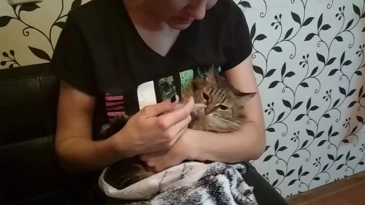 Как дать таблетку кошке видео