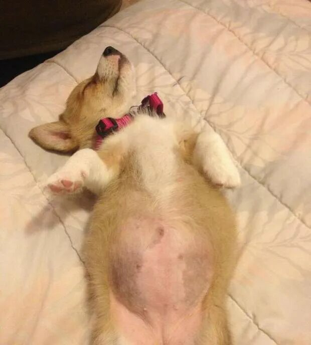 Недельные щенки французского бульдога. Живот щенка. Живот щенка. Живот щенка. Живот щенка.