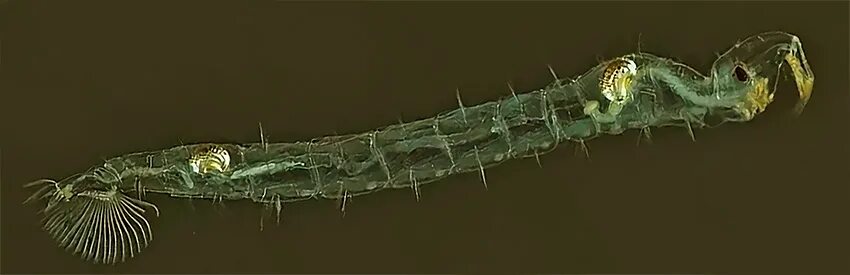 Коретра комар. Живой корм коретра. Мотыль белый коретра. Личинка комара коретры. Коретра комар.