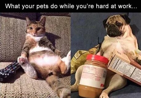 Do you like pets