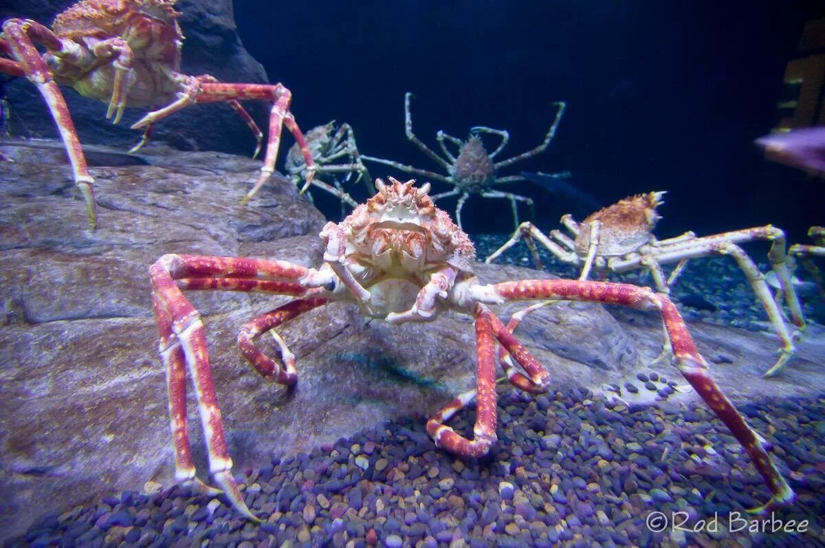 Японский краб паук. Крабы Macrocheira kaempferi. Самый большой японский краб паук. Членистоногие краб паук.