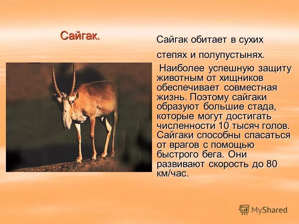 Где обитает сайгак в какой природной. Сайгак природная зона обитания. Сайгак рассказ о животном. Сайгак краткое описание. Сайгак в какой природной зоне обитает.