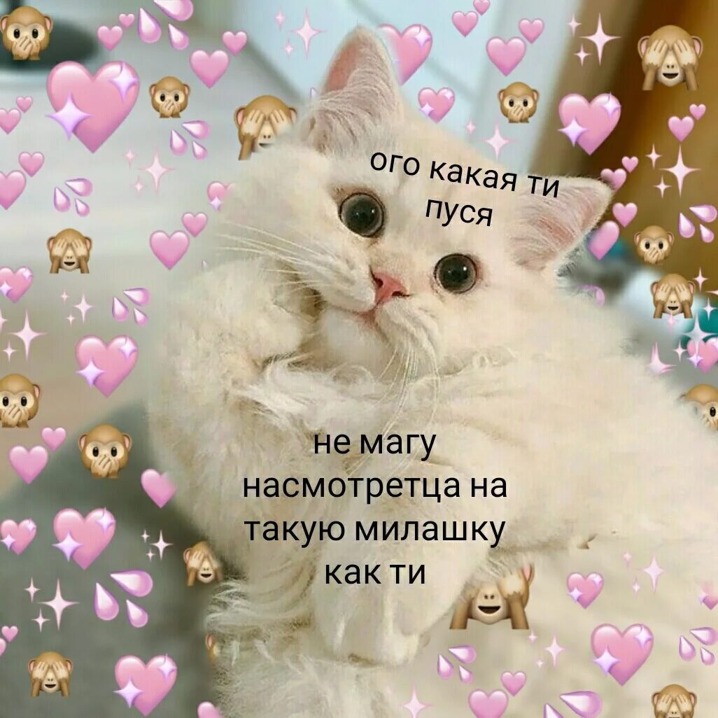 какой милый какой хороший. какой милый какой хороший. милые котики с сердечками и надписями. честер порода собак. шпиц померанский карликовый белый.