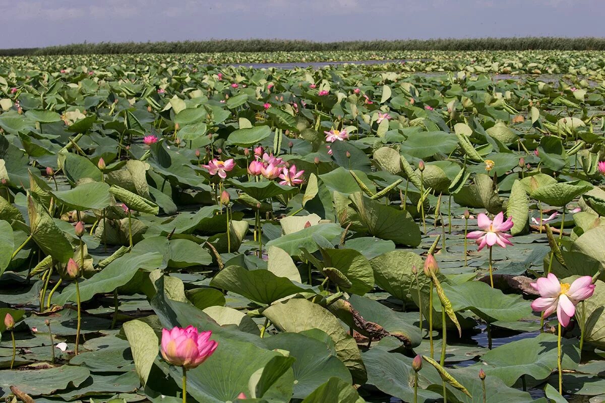 Астр обл. Лотосовые поля в дельте волги. лотосовые поля астрахань. дельта волги астраханский заповедник. цветение лотосов в астрахани.