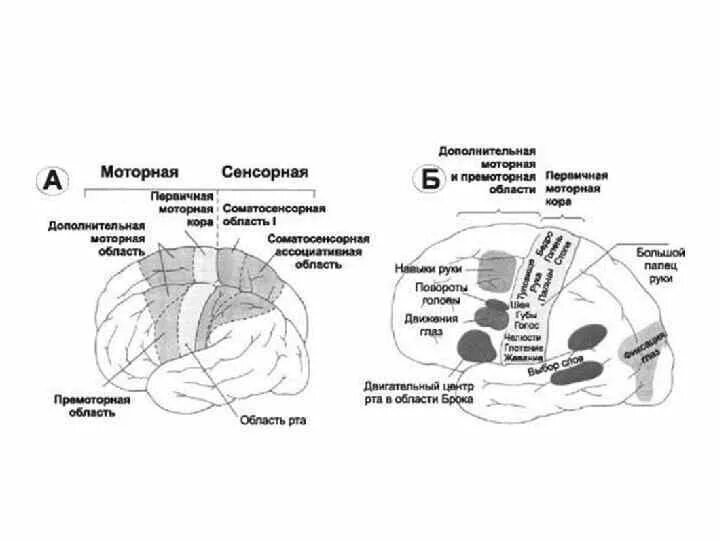 Ассоциативные зоны коры больших. Сенсорные и моторные зоны коры больших полушарий. Сенсомоторные зоны коры головного мозга. Первичные сенсорные зоны коры больших полушарий. Моторной и сенсорной областей коры человека.