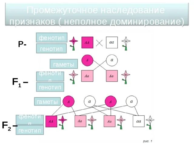 Принцип неполного доминирования. Неполное доминирование схема. Схема наследования признаков при неполном доминировании. Неполное доминирование генотип. Наследование признаков при полном и неполном доминировании.