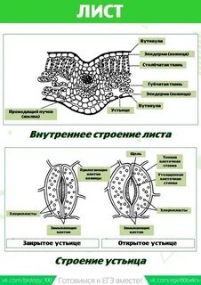 Биология картинки схемы