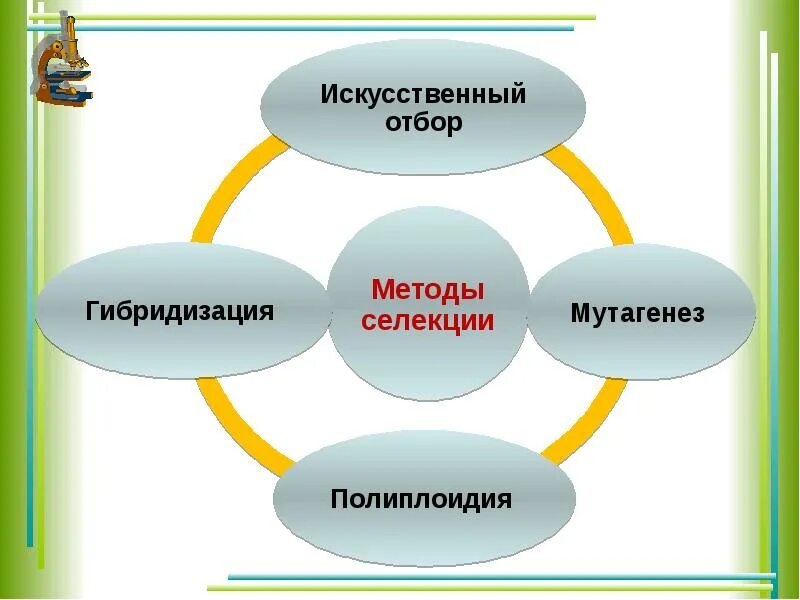 Искусственный мутагенез как метод селекции. Искусственный отбор и мутагенез. методы селекции гибридизация мутагенез полиплоидия. основные методы селекции отбор гибридизация мутагенез. гибридизация и искусственный отбор в селекции.