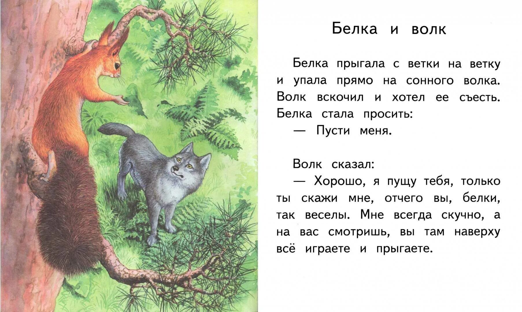 Белка и волк пересказ. Л Н толстой белка и волк. Л.Н.толстой басня белка и волк. Л толстой сказка белка и волк. Рассказ Льва Николаевича Толстого белка и волк.