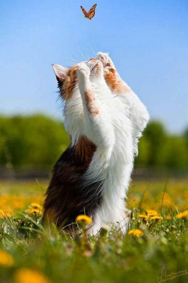 Открытки прикольные для поднятия настроения с весной. Кошка на солнышке. Котики на природе. Летний кот.