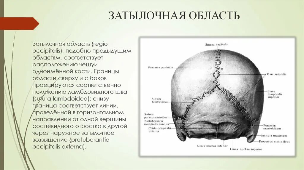 Шов теменных костей. Затылочная кость черепа анатомия. Анатомия черепа человека теменно-затылочная часть головы. Лобная теменная и затылочная область головы. Затылочный Выступ затылочной кости.