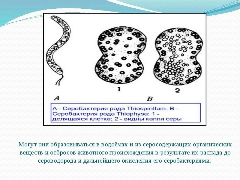 Серобактерии хемотрофы. Серобактерии роль в природе. Окисление серы бактериями. Серобактерии форма.