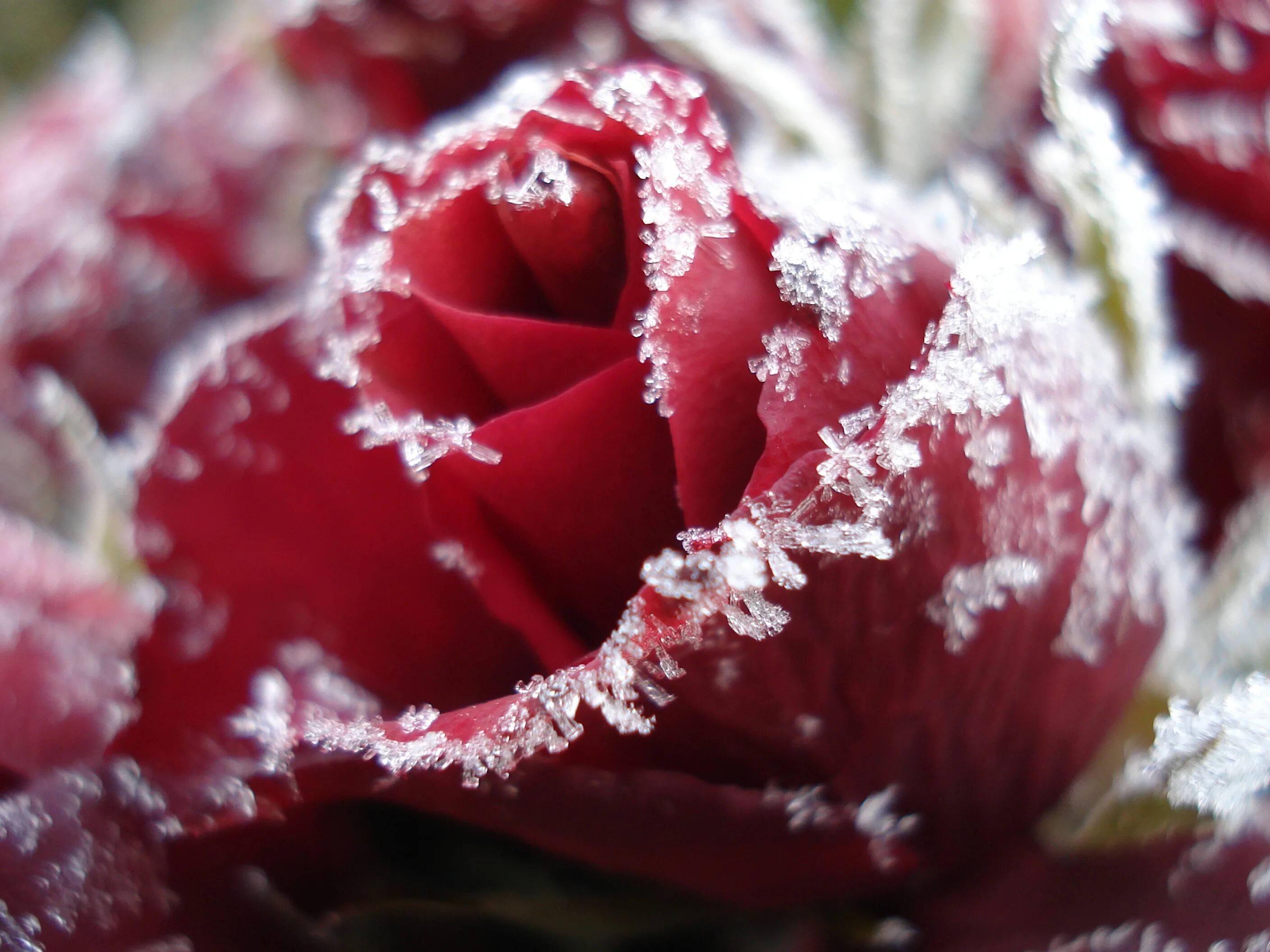 Красные цветы зимние розы. Замерзшие цветы. Замерзшая роза. Розы на снегу. Зимняя роза.