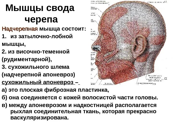 Функция мимических и жевательных мышц. Мышцы свода черепа анатомия таблица. мышцы свода черепа: надчерепная мышца.