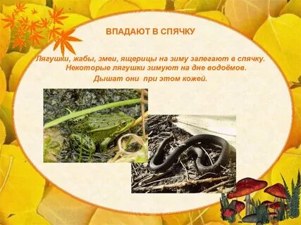 Впадает ли хамелеон в спячку