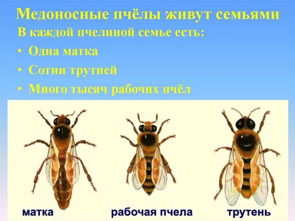 Какую функцию выполняет трутень. Пчела матка трутень. медоносная пчела. особи пчелиной семьи. структура пчелиной семьи.