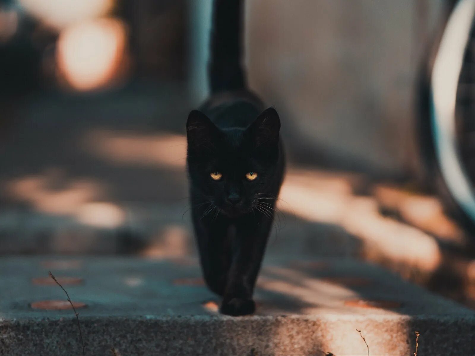 Чёрный кот. Черный кот на улице. Черный кот идет. Черная кошка на улице.