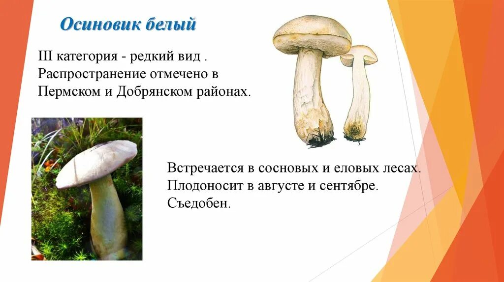 Белый подосиновик фото красная книга Белый подосиновик Грибы Ленинградской области. Грибы и Рыбалка Ленинградской о