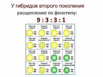 Скрестили два дигетерозиготных растения