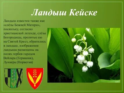 Описание ландыша