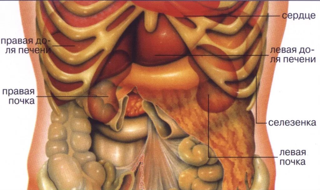 Почему болит с правой стороны под ребрами. Строение внутренних органов человека брюшная полость. Строение человека внутренние органы женщины брюшной полости. Строение человека внутренние органы мужчины брюшной полости. Строение внутренних органов женщины брюшная полость.