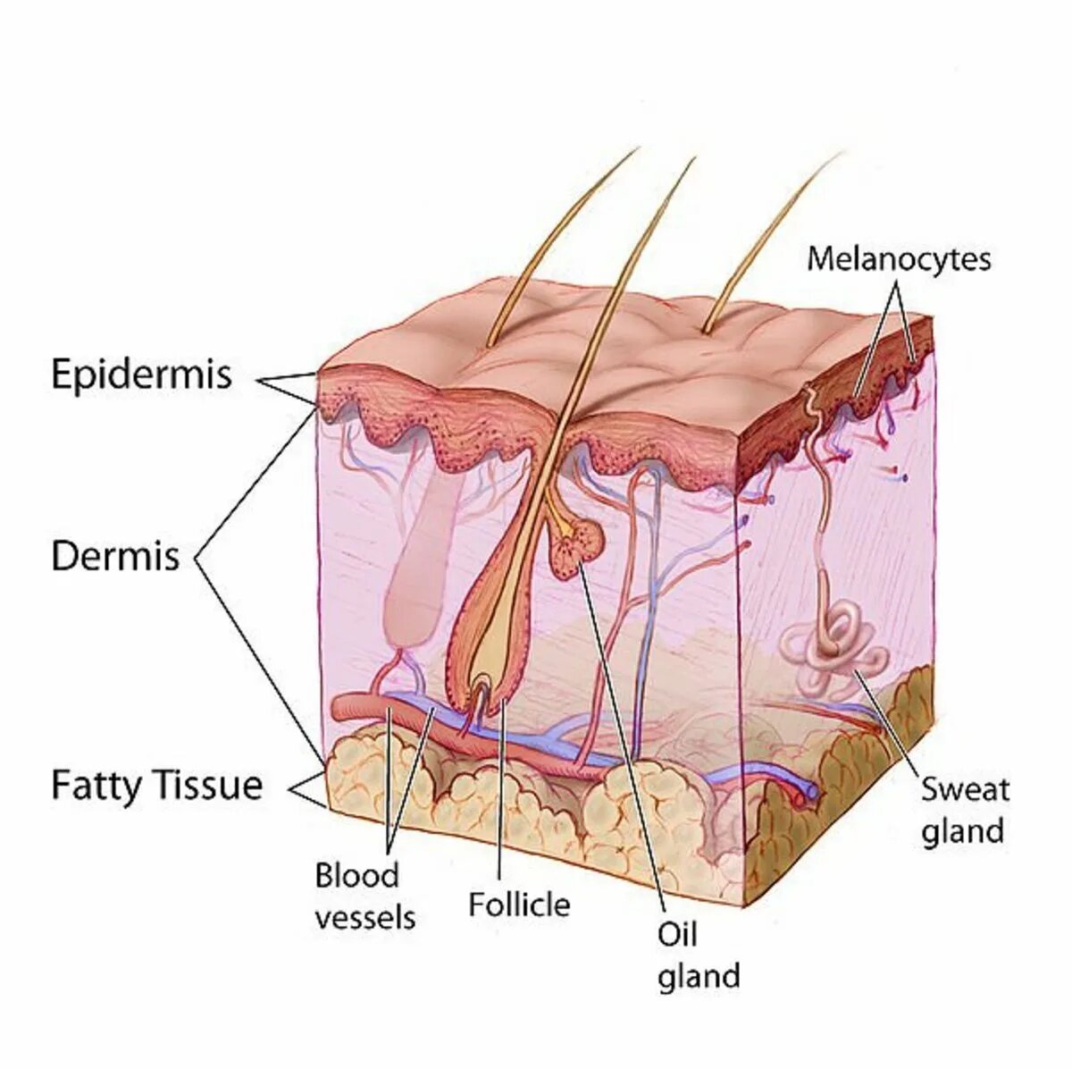 Млечные сальные и потовые железы. Кожа эпидермис дерма. Дерма эпидермис анатомия. Структура эпидермиса кожи человека. Строение кожи эпидермис дерма.